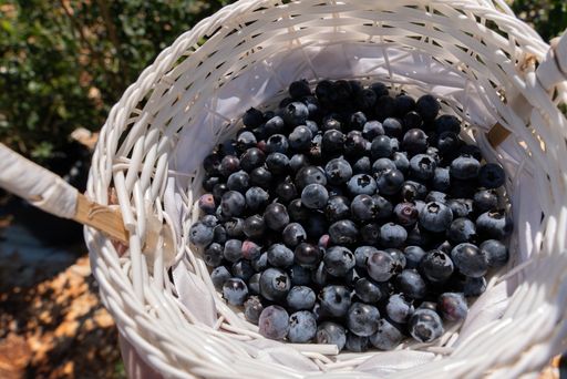 A high angle shot of freshly picked blueberries on a basket under sunlight