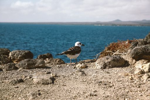 A close shot of a gull with a black beak standing on a cliff with a blurred sea in the background