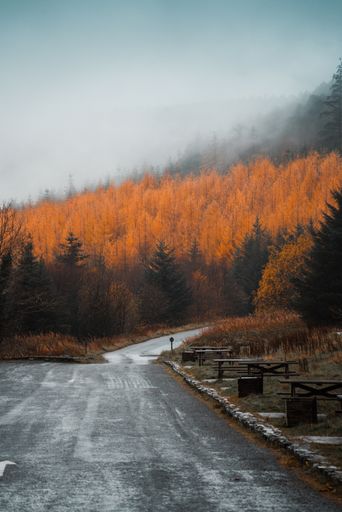 A beautiful portrait of a road with wooden tables and benches on the side and beautiful orange trees in the background