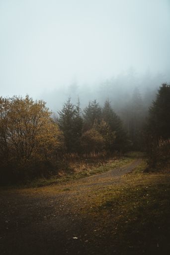 A scenic portrait of a road surrounded by trees on a foggy forest