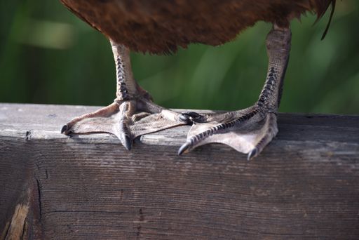 A selective focus shot of a brown duck's feet standing on a wooden deck
