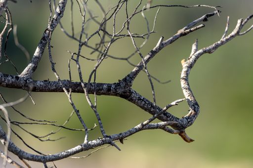 A close-up shot of a dry tree branches with blurred background