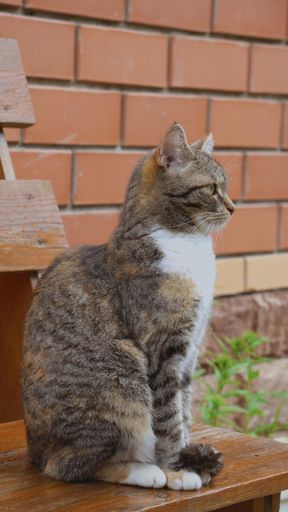 Cat Posing In Front Of Camera. Ideal Concept For Pets, Animals And Domestic Comfort