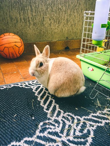 A closeup vertical shot of a cute rabbit standing on the floor near a volleyball