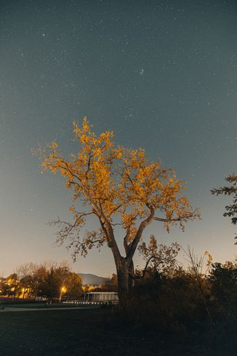 A vertical shot of trees in autumn under a starry sky