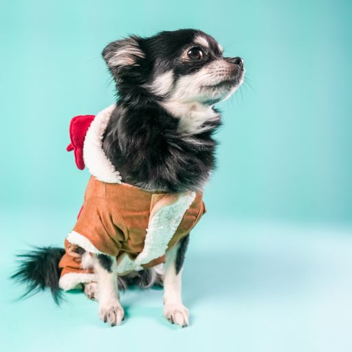 A black Chihuahua in winter outfit on a blue background