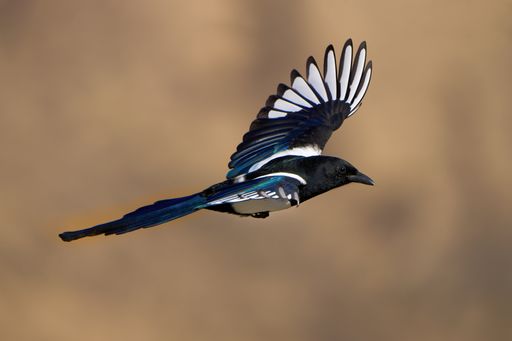 A closeup of a flying magpie on a blurred background in Yakima Canyon, WA