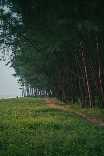 A view of a green pathway in the forest surrounded by high trees