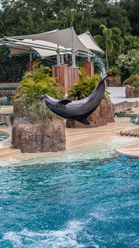 A vertical shot of the flipping dolphin in the pool of the tropical rest zone