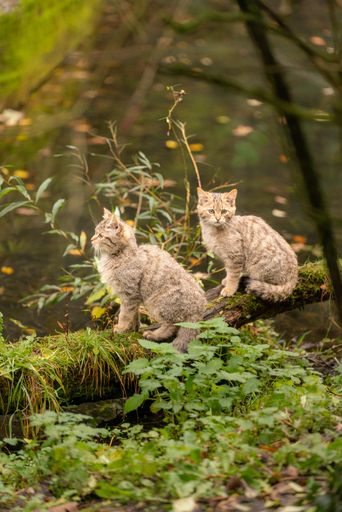 A vertical shot of two cute European wildcats sitting on a fallen tree surrounded by lush greenery