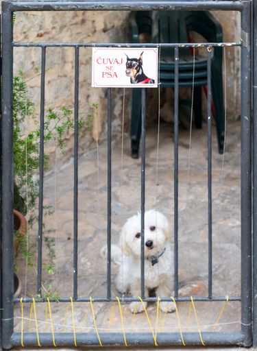 A vertical shot of a white puppy behind the fence in Montenegro