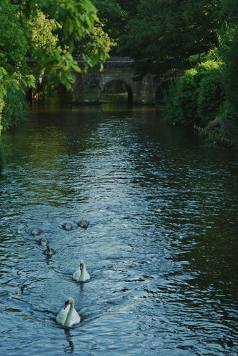 A vertical shot of white swans and ducks swimming in a river