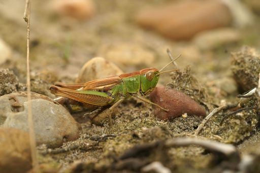 Closeup on a common meadwon grasshopper, Pseudochorthippus parallelus , sitting on the ground