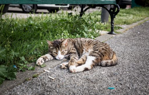 A selective focus of a beautiful striped stray cat laying on the ground near a bench in the park