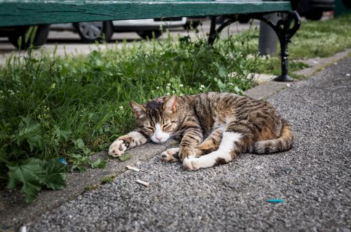 A closeup of a cat laying on the asphalt outside