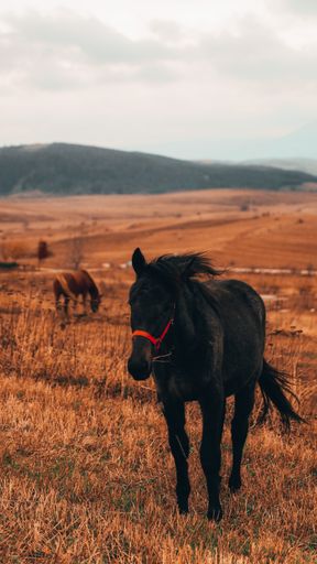 A breathtaking shot of a brown horse in a field during the sunset