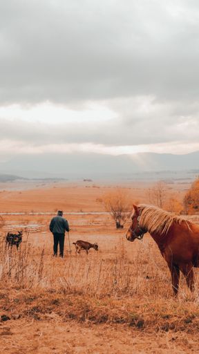 A breathtaking shot of a brown horse in a field during the sunset