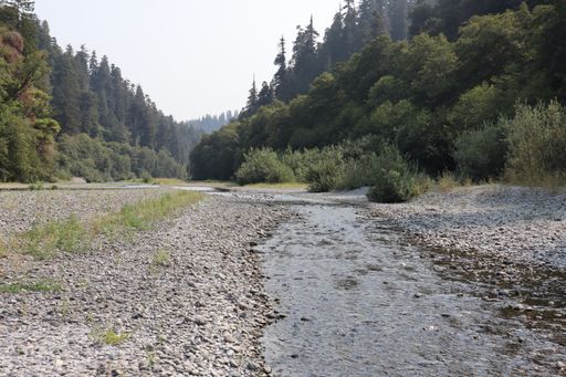 A creek in a forest in Humboldt County, California, the USA