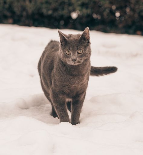 A closeup shot of the gray British shorthair cat walking on snow in winter