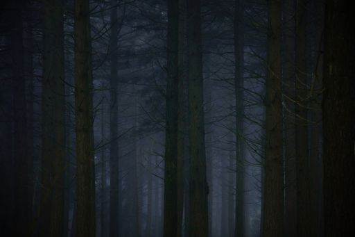 A beautiful view of a dark forest with pi