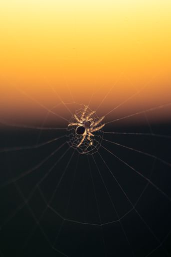 A vertical shot of a spider on the web with the sunset colors on the background