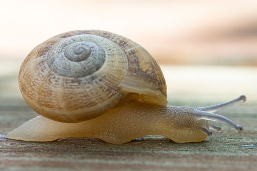 A closeup shot of a brown snail crawling on a surface captured at daylight