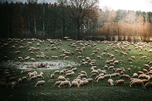 A flock of sheep in a meadow in Bavaria, Germany