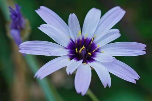 Detailed closeup on a colorful blue Cupid's dart flower, Catananche caerulea from the Gard, France