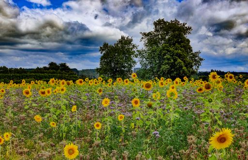 A scenic view of a meadow with trees, violet flowers and sunflowers under the cloudy sky