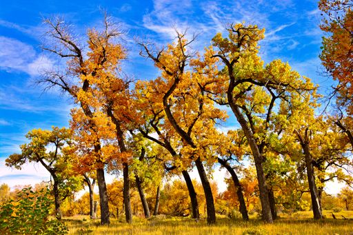 A low angle shot of a lot of trees wearing autumn colors under a cloudy sky