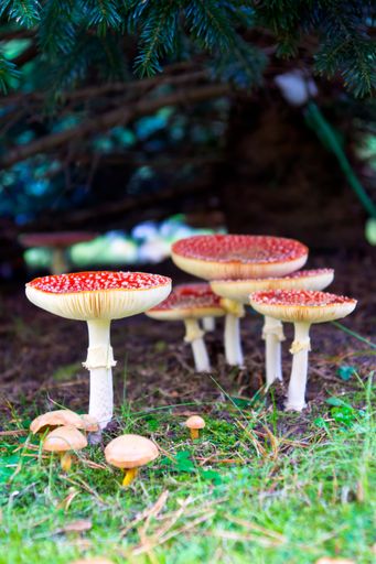 A vertical photo of red mushroom, commonly known as the fly agaric or fly amanita in a forest