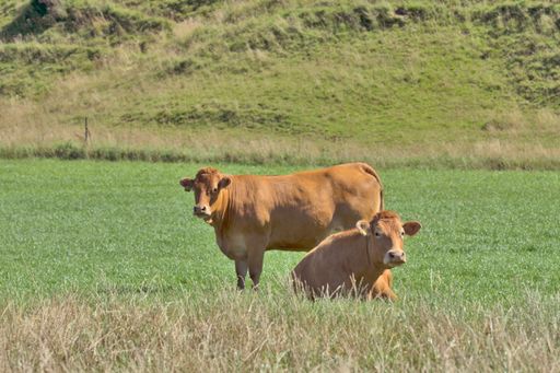 A closeup of cows in the middle of a meadow