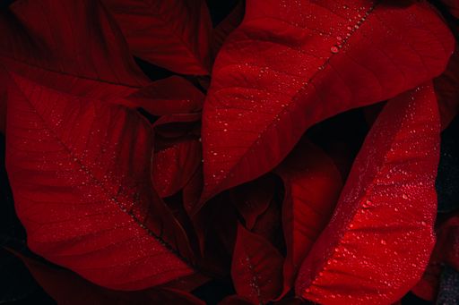 A closeup detail shot of a Poinsettia red plant leaves on a dark background