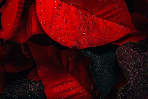 A closeup detail shot of a Poinsettia red plant leaves on a dark background