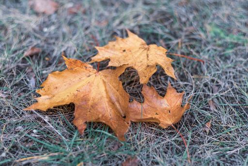a close up shot of Litterfall dry leaf's in the forest.