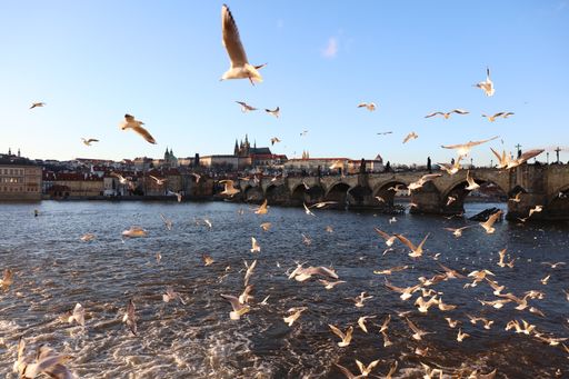 The flying birds with Charles Bridge in the background. Prague, Czech Republic.