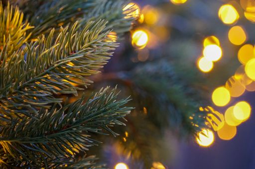 a close up shot of Christmas Tree lea with blurry background