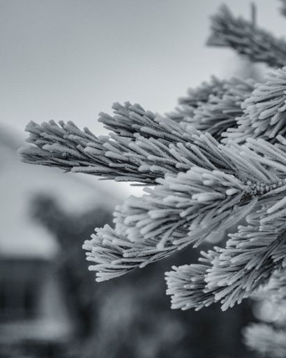 A closeup of a snowy branch of a fir