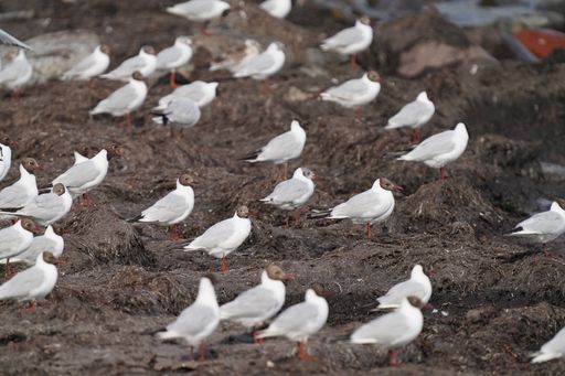 A selective focus shot of a flock of brown headed gulls standing at seashore