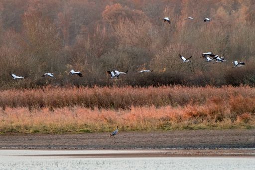 A view of a flock of birds flying over the lake with trees in the background in autumn
