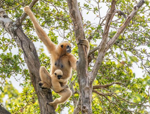 A view of a beautiful monkey with a baby on a tree in a forest