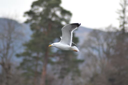 A closeup of a European herring gull flying in a park in the daylight with a blurry background
