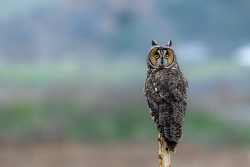 A closeup shot of an owl on a tree branch with blurred background