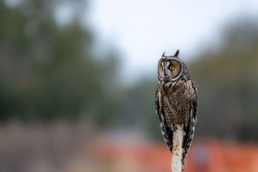 A closeup shot of an owl on a tree branch with blurred background