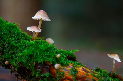 A cheerful fairytale forest scene with little wild mushrooms growing on a bright mossy log