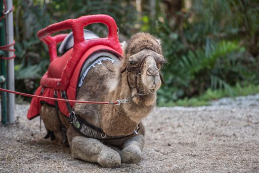 A camel sitting on the ground in a zoo on a blurred background