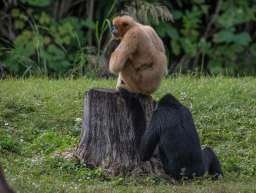 A scenic view of two monkeys in the zoo on a blurred background