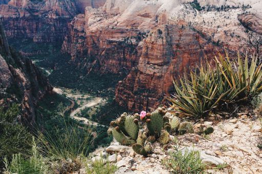 The Zion National Park in Utah, USA, viewed from an observation point with cactuses