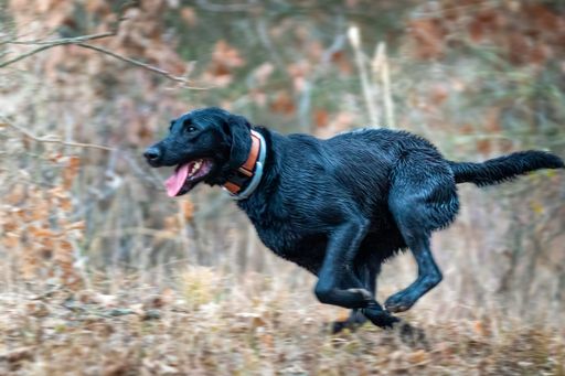 A soft focus of an active black dog running outdoors