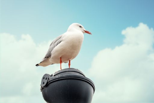 A low angle shot of a Red-billed gull perched on a metal pole under a blue cloudy sky